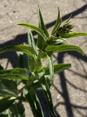 Penstemon reidmoranii