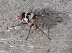 Anthomyia stuckenbergi