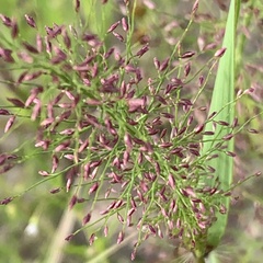 Eragrostis cylindriflora
