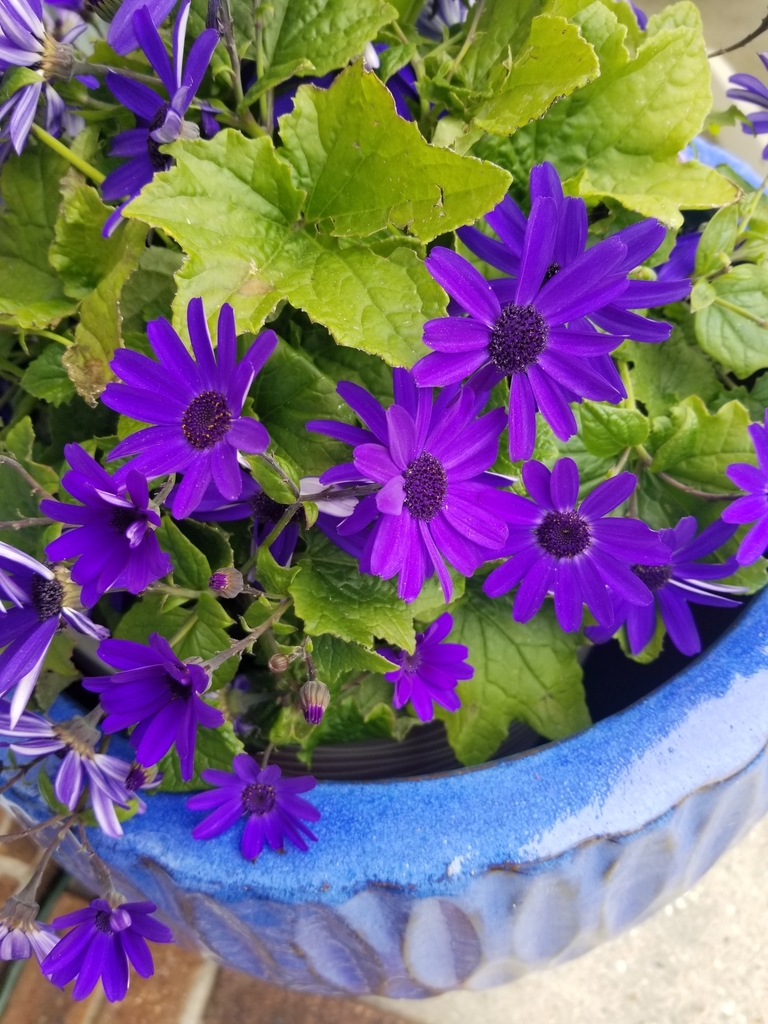 flowering plants from Wilmington, NC 28405, USA on March 17, 2021 at 02