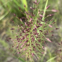 Eragrostis cylindriflora