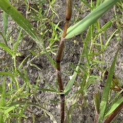 Eragrostis cylindriflora