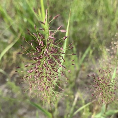 Eragrostis cylindriflora