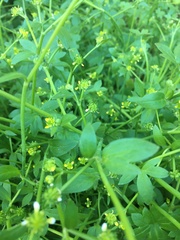 Ranunculus parviflorus