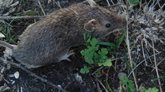 Heteromys irroratus