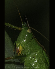 Melanophoxus brunneri