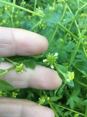 Ranunculus parviflorus