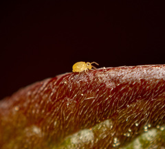 Bourletiellidae