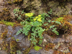 Lomatium hallii