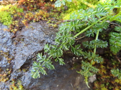 Lomatium hallii