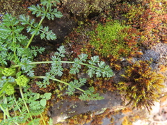 Lomatium hallii