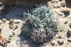 Coryphantha difficilis