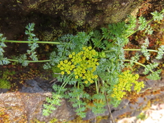 Lomatium hallii