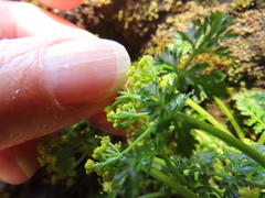 Lomatium hallii