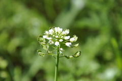Noccaea perfoliata