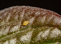 Bourletiellidae