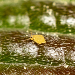 Bourletiellidae