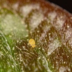Bourletiellidae