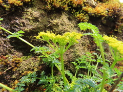 Lomatium hallii