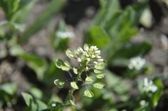 Noccaea perfoliata