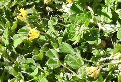 Medicago