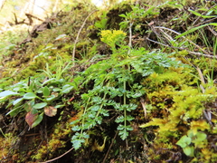 Lomatium hallii