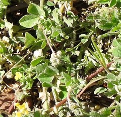 Medicago