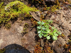 Lomatium hallii
