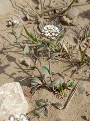 Noccaea umbellata