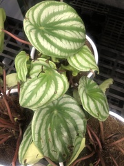 Peperomia argyreia