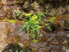 Lomatium hallii