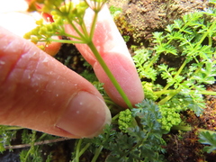 Lomatium hallii