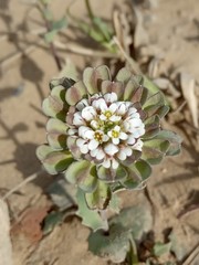 Noccaea umbellata