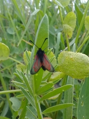Zygaena zuleima