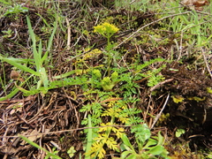 Lomatium hallii