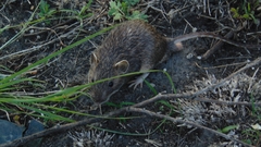 Heteromys irroratus