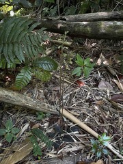 Cyclopogon cranichoides