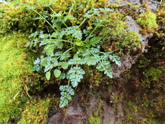 Lomatium hallii