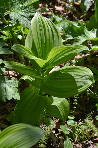 Veratrum oxysepalum iNat (2)