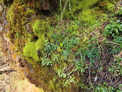 Lomatium hallii