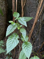 Ruellia coccinea