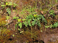 Lomatium hallii