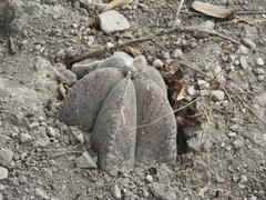 Astrophytum myriostigma