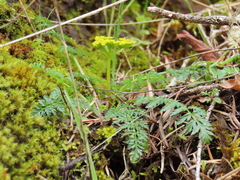 Lomatium hallii