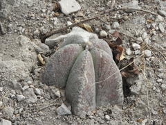 Astrophytum myriostigma