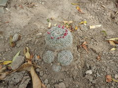 Mammillaria klissingiana