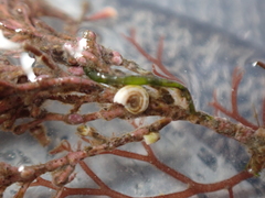 Lithophyllum corallinae