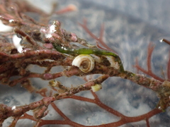 Lithophyllum corallinae