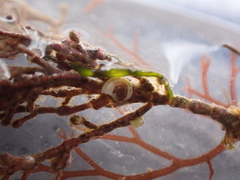 Lithophyllum corallinae