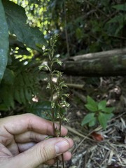 Cyclopogon cranichoides